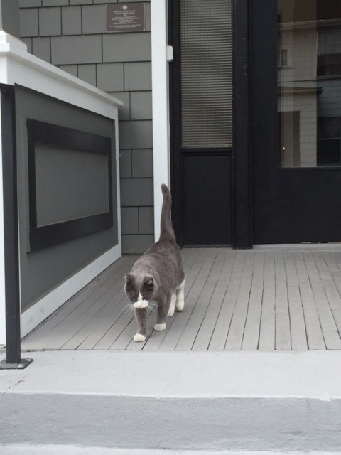 "Oliver" the Cat is a Special Greeter